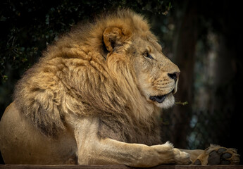 The King of the Jungle and the Safari. The Male Lion relaxing on a platform