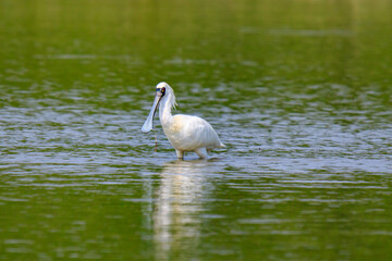 Black Faced Spoonbill in Breeding Plumage Standing in Water