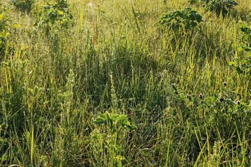 Fresh green grass background with morning dew close up