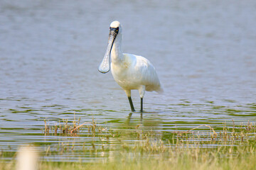 Close-Up of Black-Faced Spoonbill with Breeding Plumage Standing in Water, Mai Po Natural Reserve, Hong Kong