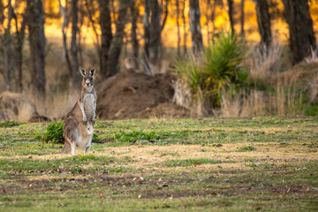 A female Eastern grey kangaroo (Macropus giganteus).  Looking into the camera. Late afternoon.  Victoria.	