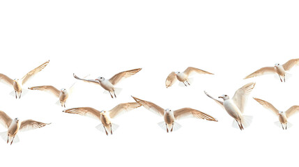 Fototapeta premium Seagulls Flying in Formation