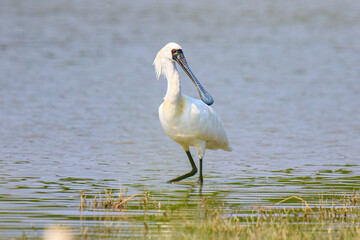 Black Faced Spoonbill in Breeding Plumage Standing in Water
