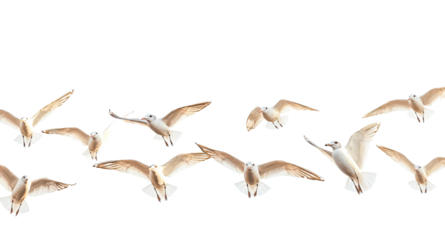 Seagulls Flying in Formation