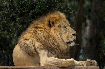 The King of the Jungle and the Safari. The Male Lion relaxing on a platform