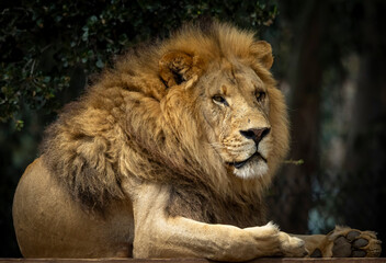 The King of the Jungle and the Safari. The Male Lion relaxing on a platform