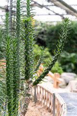 succulent plant in garden