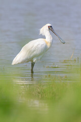 Close-Up of Black-Faced Spoonbill with Breeding Plumage Standing in Water, Mai Po Natural Reserve, Hong Kong