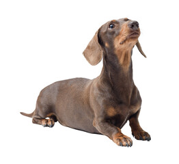 Portrait of a cute Dachshund dog lying down