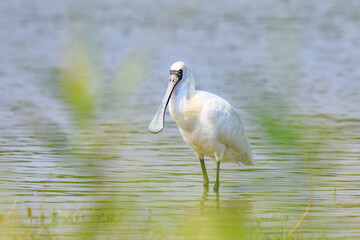 Close-Up of Black-Faced Spoonbill Standing in Water