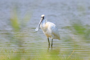 Close-Up of Black-Faced Spoonbill with Breeding Plumage Standing in Water, Mai Po Natural Reserve, Hong Kong