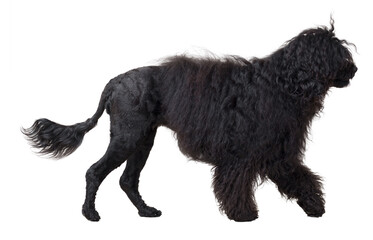 Beautiful Cao de Agua profile view