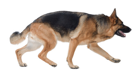 Beautiful German Sheperd walking, side view