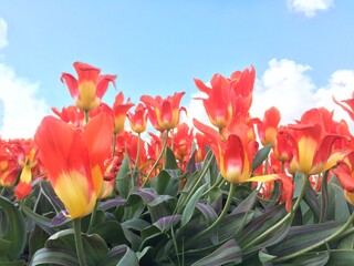 Orange tulip against sky 