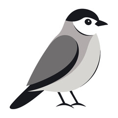 black and white bird