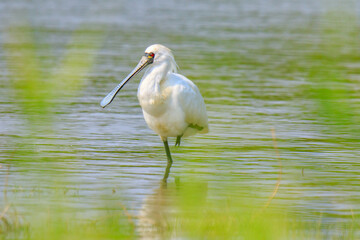 Black Faced Spoonbill in Breeding Plumage Standing in Water
