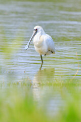 Close-Up of Black-Faced Spoonbill with Breeding Plumage Standing in Water, Mai Po Natural Reserve, Hong Kong