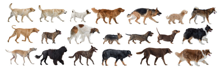 Collection of dog portraits on white background