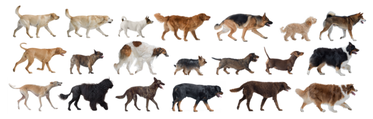 Collection of dog portraits on white background