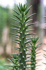 succulent plant in garden