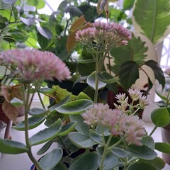 pink hydrangea flowers