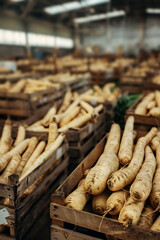 Parsnip root harvested in wooden boxes in a warehouse. Natural organic fruit abundance. Healthy and natural food storing and shipping concept.