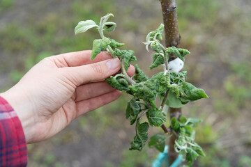 Aphids on fruit trees, pests in the garden