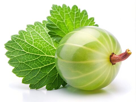 Delicate, translucent grape-leaf gooseberry fruit with emerald green skin and tender pink stem, isolated on a soft, creamy white background, evoking freshness and serenity.