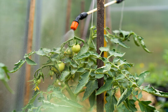 treatment of tomato plants from harmful precipitation in the form of dew and from pests and gray rot, wireworm and Colorado potato beetle, plant protection with a sprayer