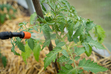 Spraying tomatoes in the greenhouse from phytophthora, a farmer fertilizes the crop