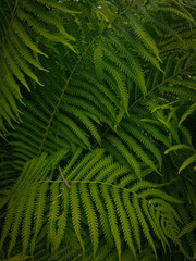 fern leaves