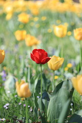 singular red tulip in field of yellow tulips