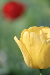 close up of tulip on a green background