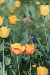 red and yellow tulips