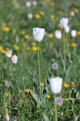 White tulips in field