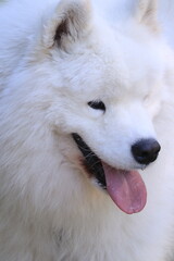 Close up portrait of samoyed
