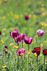 field of purple tulips