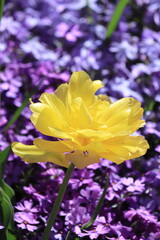 Yellow flower with background of purple flowers