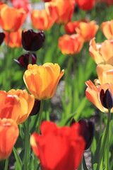 red tulips in the garden