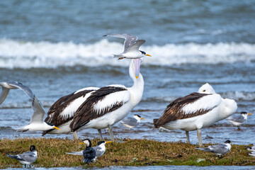 Pelican with Crested Tern and Cormorant
