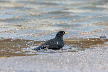 A male blackbird takes a bath in a rain puddle