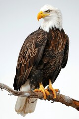 Fototapeta premium A majestic bald eagle perches on a branch, its sharp gaze fixed on the horizon. Its white head and tail feathers stand out against its dark brown body.