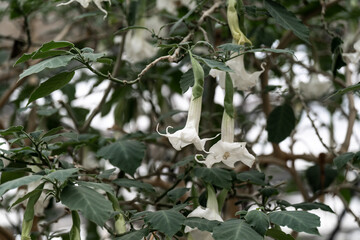 white angel's trumpet flower blooming on tree