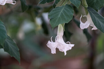 white angel's trumpet flower blooming on tree