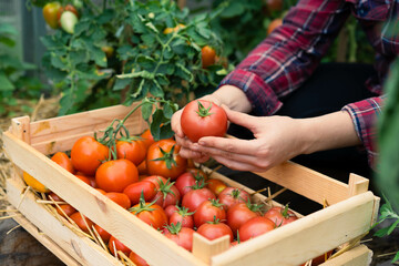 Harvest of organic tomatoes in a wooden box in the hands of a farmer, eco products, local vegetables