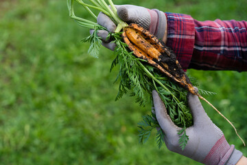 cracked carrots in the garden close-up in the hands of a farmer, crop problems