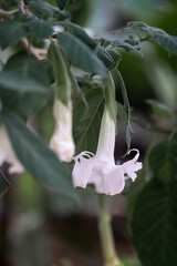 white angel's trumpet flower blooming on tree