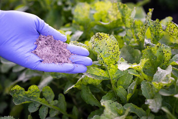 a woman's hand sprinkles arugula sprout with ash, crop protection from midges and natural...
