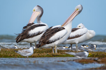 Pelican with Crested Tern and Cormorant