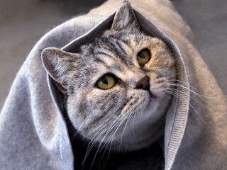 Portrait of a cat. In cold weather, the cute feline warms itself under the blanket.